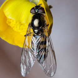 Platycheirus parmatus
